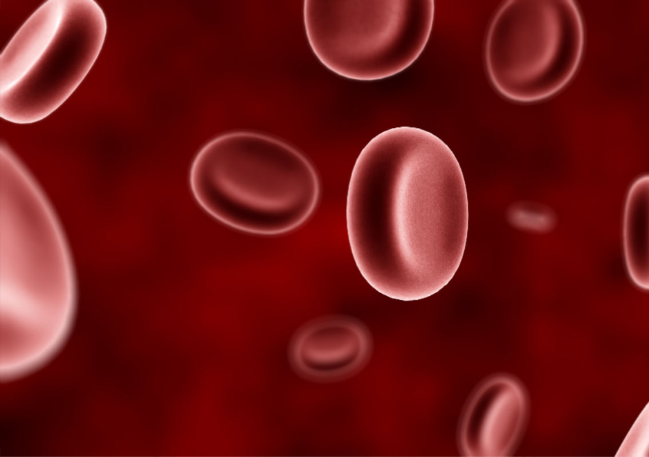 Hemoglobina y globulos rojos