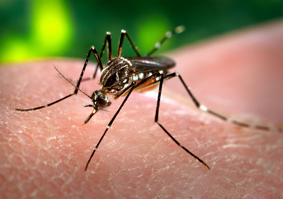 El vector de transmisión del Dengue. El Aedes Aegypti
