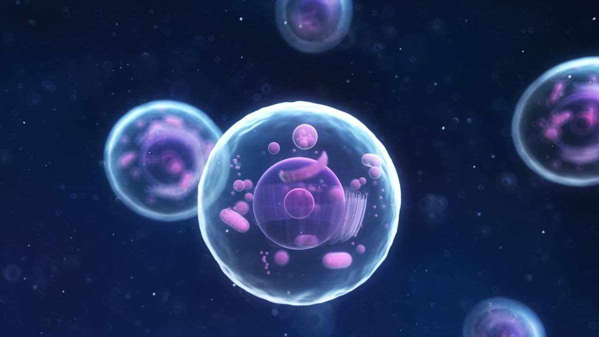 8 Preguntas sobre las células respondidas por expertos (Video)