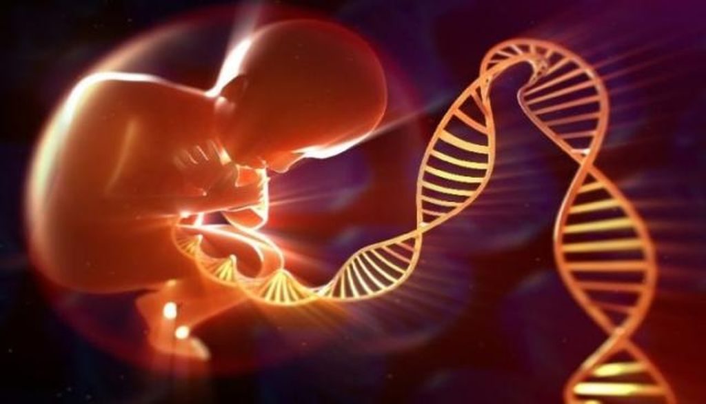EEUU modifica el genoma de embriones humanos con CRISPR/CAS9 ...